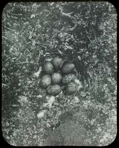 Image: Ptarmigan Nest with Eight Eggs